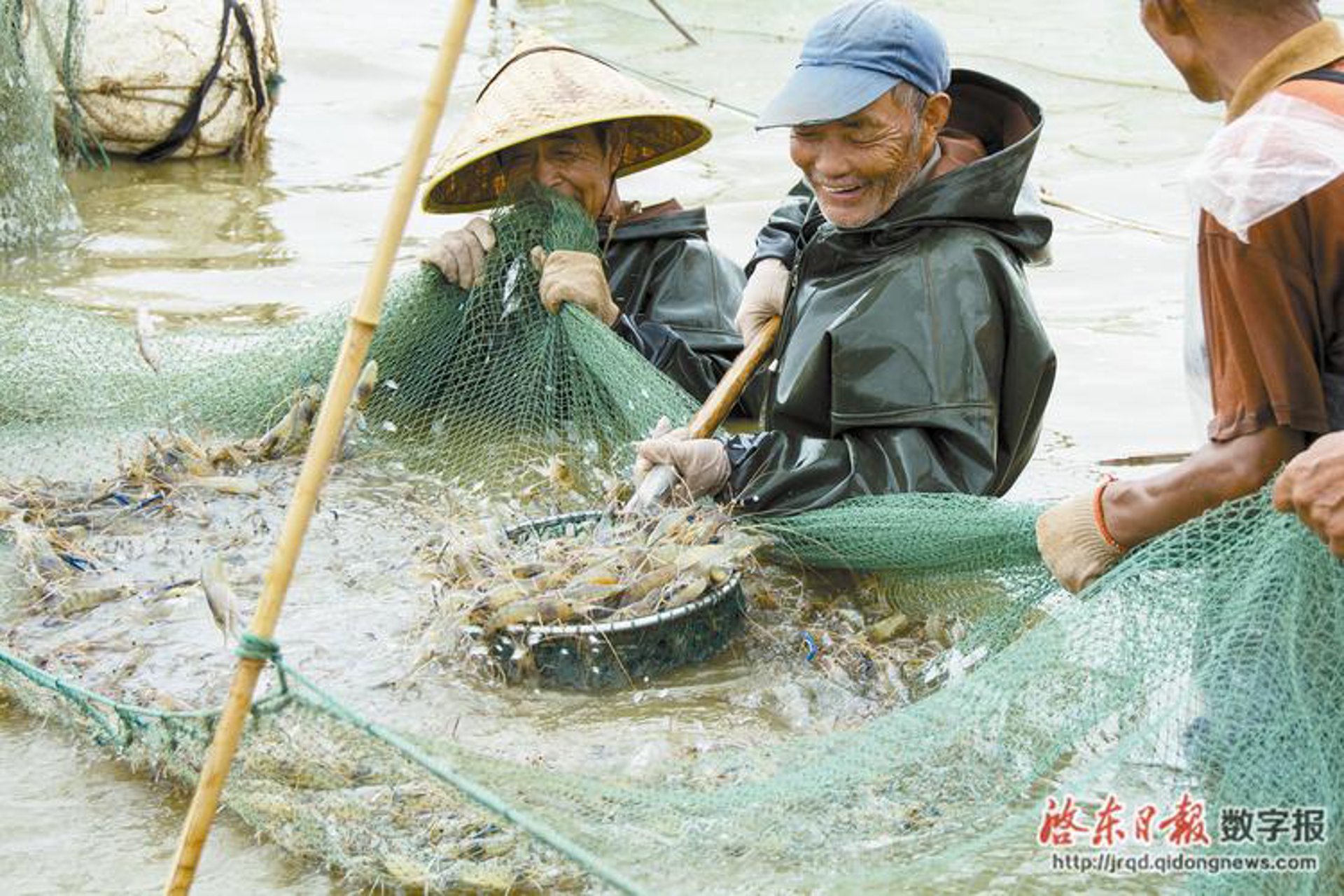 燕窝美食：珍馐佳肴的艺术